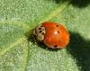 Adalia decempunctata